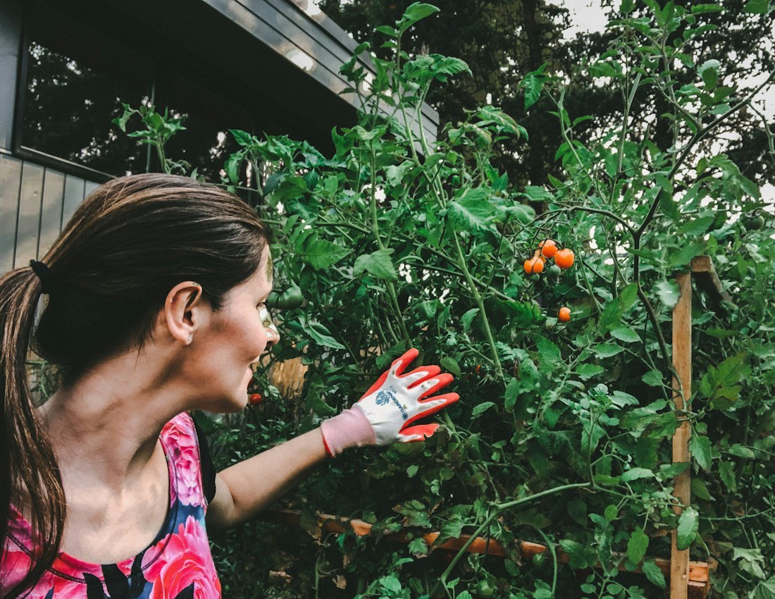 Woman picking fresh tomatoes in a garden