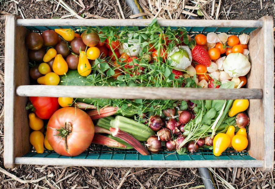 Wellness and Nutrition